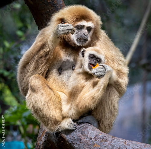 A mother Gibbon and her baby sitting in a tree