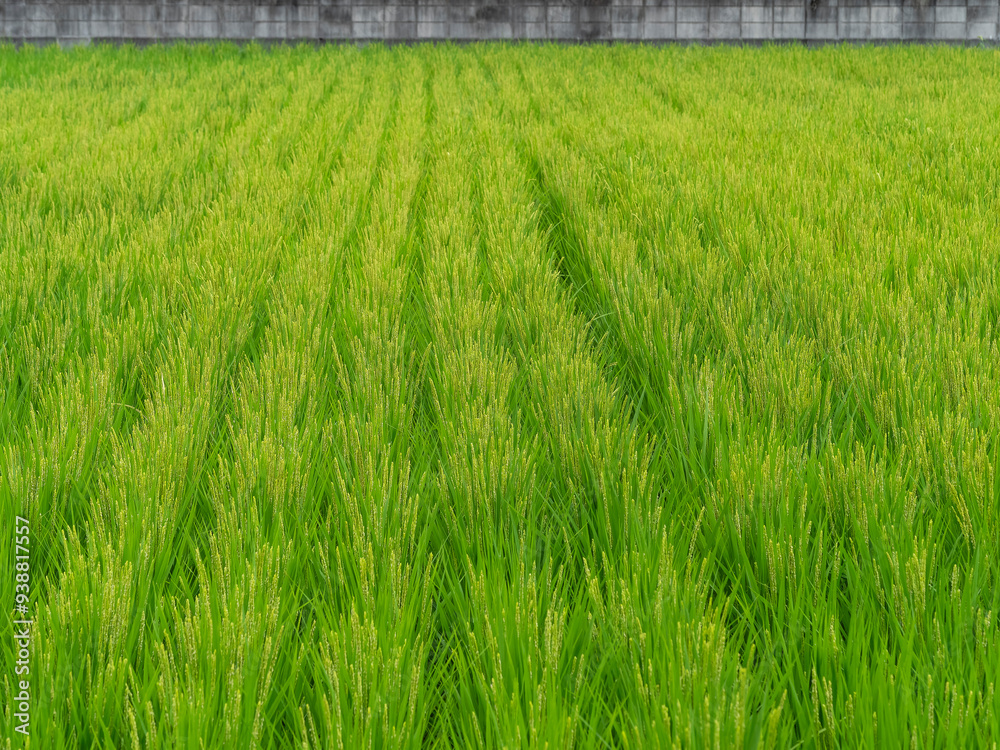 Obraz premium 稲の穂を付けた夏の水田