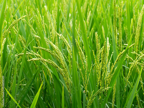 稲の穂を付けた夏の水田