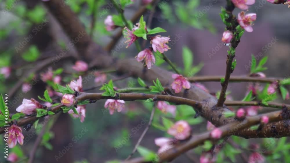 Peach flowers after the rain. Peach trees typically bloom in spring, stone fruit flower blosom. Peach flowers after the rain. Peach trees typically bloom in spring, stone fruit flower blosom.