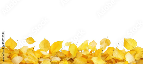 Seamless Horizontal auntumn Ginkgo Leaves boarder isolated on transparent background
