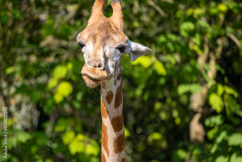 Photography Close-up of a giraffe in front of some green trees, looking at the camera