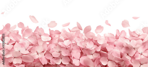 Seamless Horizontal sakura cherry blossom spring petals boarder isolated on transparent background
