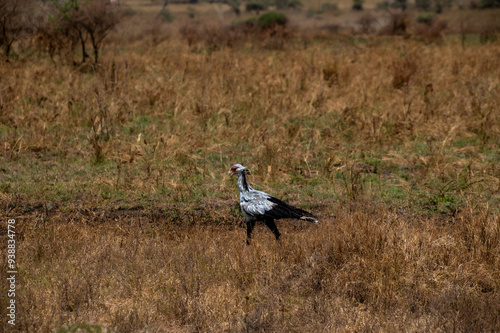 Wallpaper Mural Pajaro secretario Torontodigital.ca