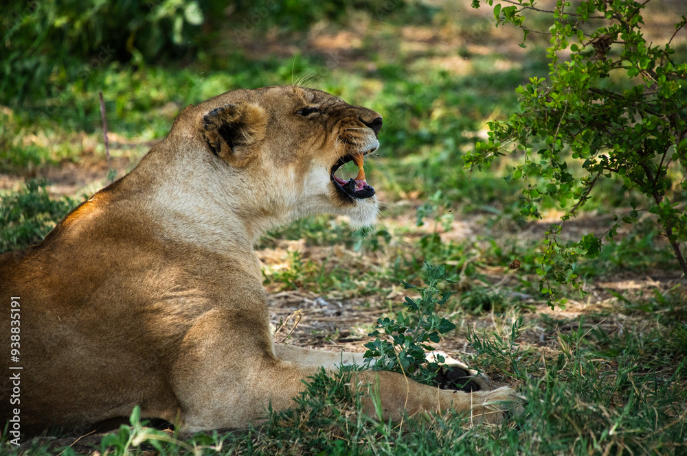 Naklejka premium Leones