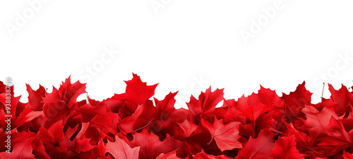 Seamless Horizontal auntumn maple Leaves boarder isolated on transparent background
 photo