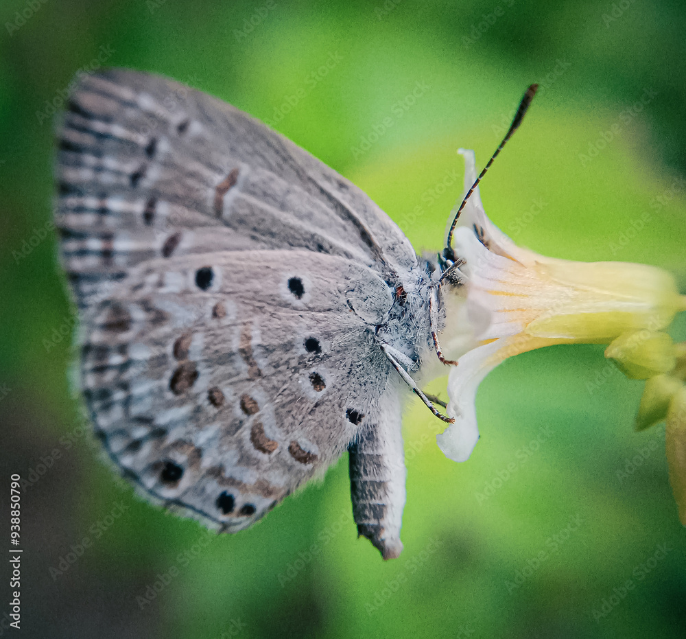 Fototapeta premium butterfly on a flower.