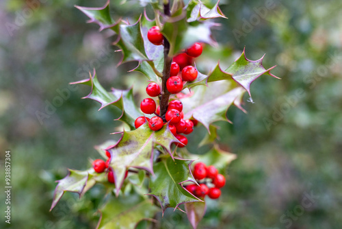 Holly tree branch (German European Holly) with red berries, background. selective focus