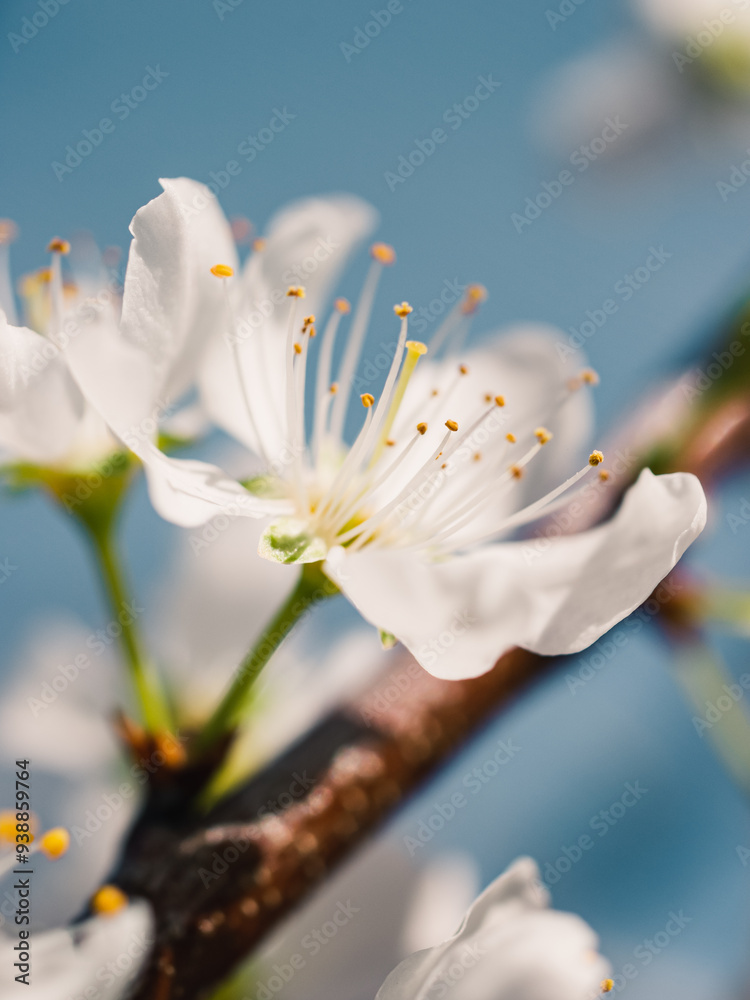 Obraz premium Spring blossom