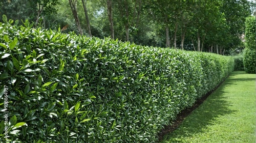 Long neatly trimmed hedge garden is made up Using cherry laurel