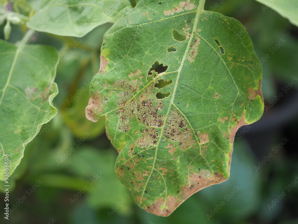 Leaf miner on green leaf eggplant is plant insect pest. Insecticide product concept. Closeup photo, blurred. Leaf miner on green leaf eggplant is plant insect pest. Insecticide product concept. Closeup photo, blurred.
