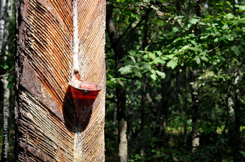 Pine trunks with notches and containers for collecting resin.