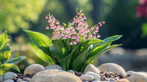 Big Red Set. Front view of realistic pink and white Lily of the Valley flowers. Small flowers in full bloom, green leaves, placed on big stones in outdoor garden bed photo