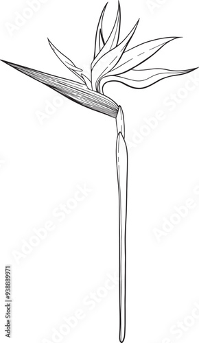 Vector hand drawn illustration of paradise bird.