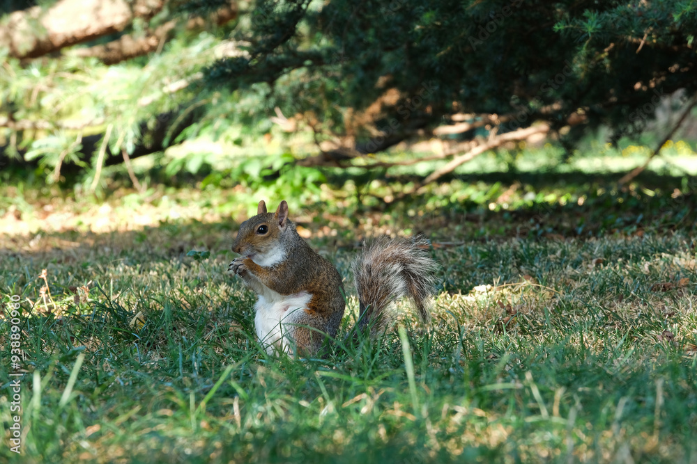 Uno scoiattolo grigio all'interno di un parco naturale in una giornata d'estate. Uno scoiattolo grigio all'interno di un parco naturale in una giornata d'estate.