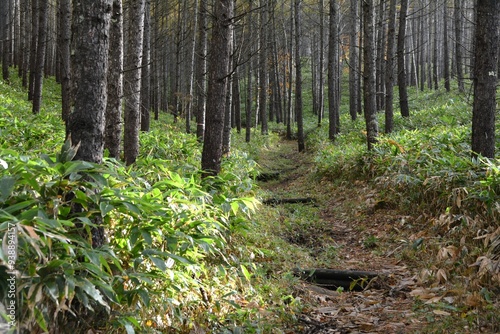 Wallpaper Mural 四阿山のカラマツ林 Torontodigital.ca