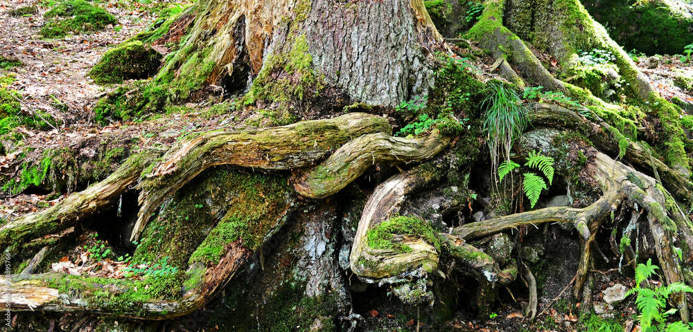 Wandern im Schwarzwald Wandern im Schwarzwald