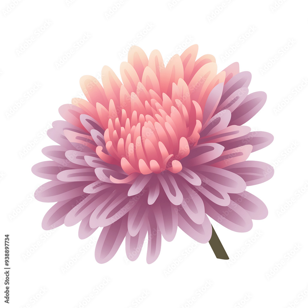 pink dahlia isolated on white pink dahlia isolated on white