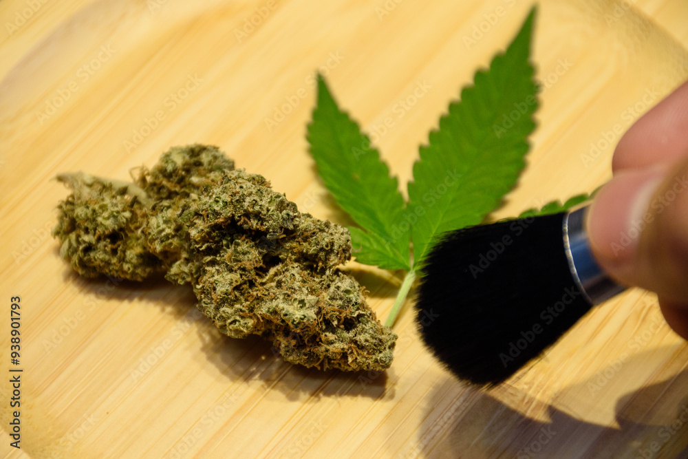 Fototapeta premium Scientist hands holding a brush and brush on cannabis flowers bud and leaves on wooden plate in indoor farm lab. Scientists research CBD and THC oil from marijuana in pharmaceutical industry.