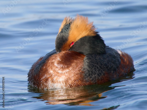 Horned grebe (Podiceps auritus) photo