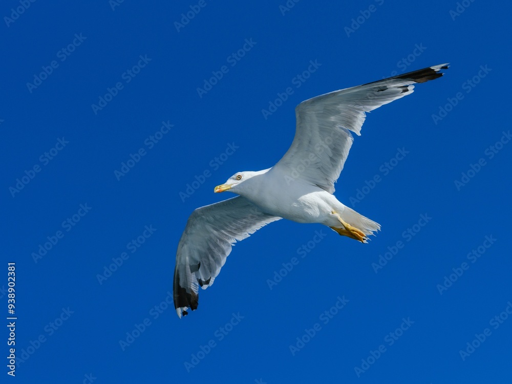 Obraz premium A flying seagull with open wings