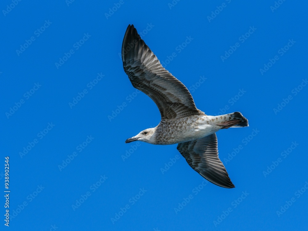 Obraz premium A flying seagull with open wings