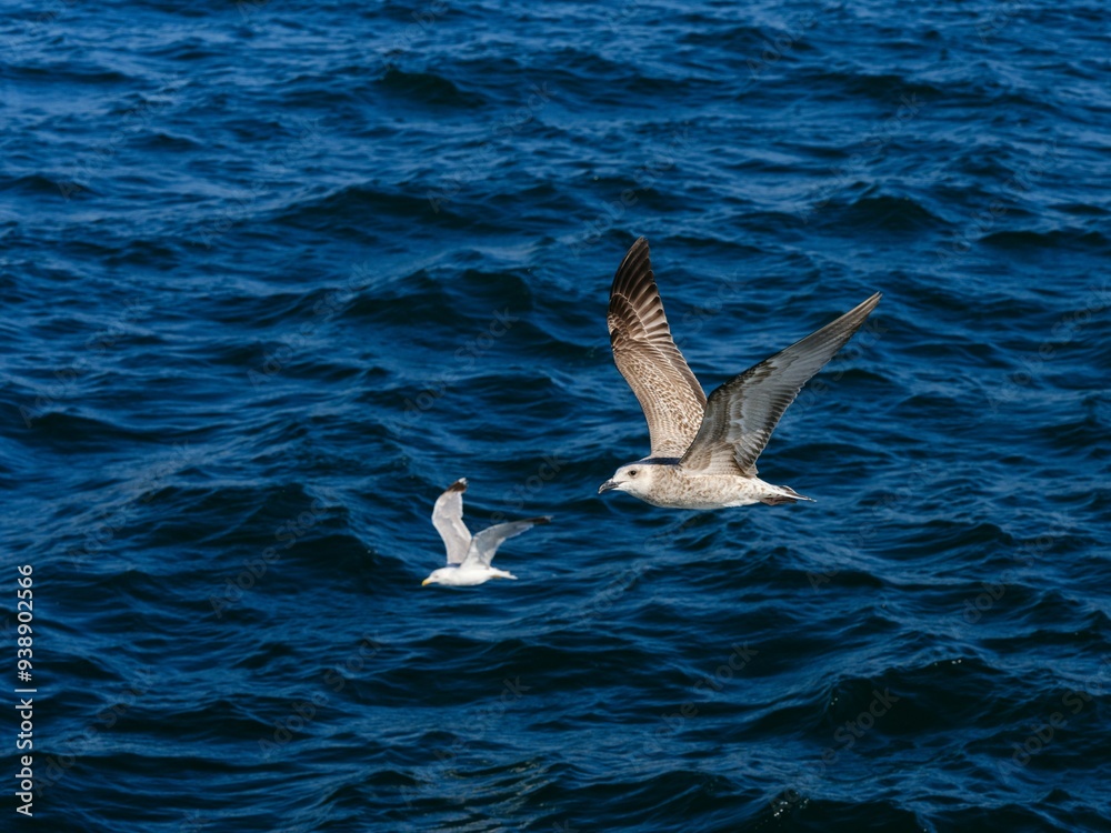 A flying seagull with open wings A flying seagull with open wings
