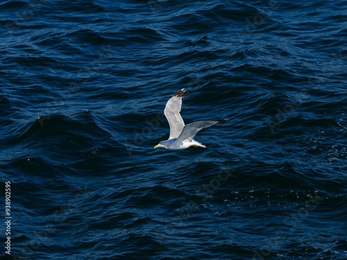 A flying seagull with open wings