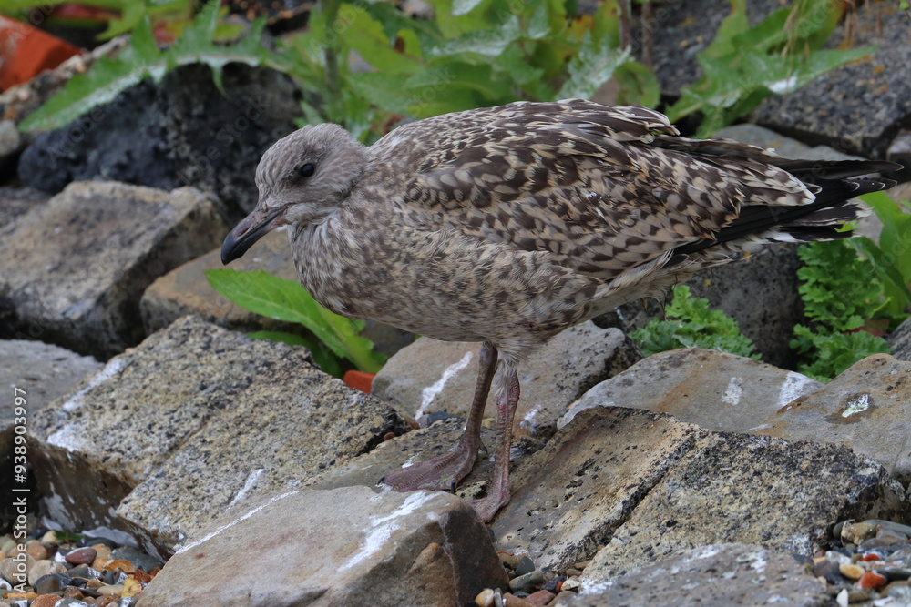 Obraz premium gull chick