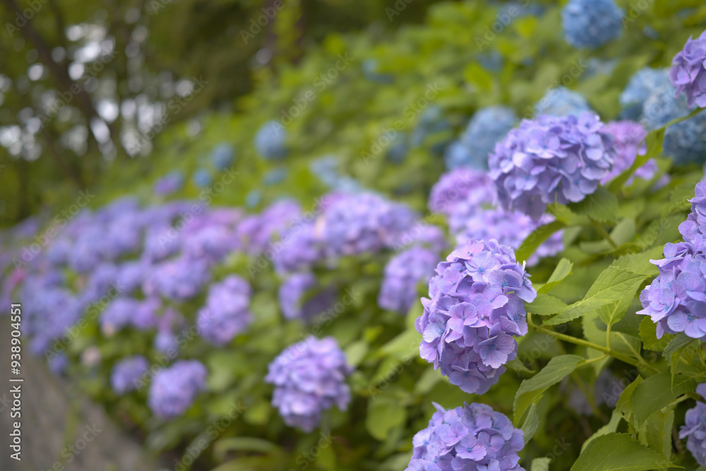 道沿いの紫陽花