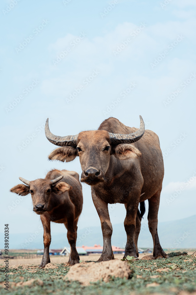 Water buffalos looking at the camera on gree dry ground in Northern Thailand Water buffalos looking at the camera on gree dry ground in Northern Thailand