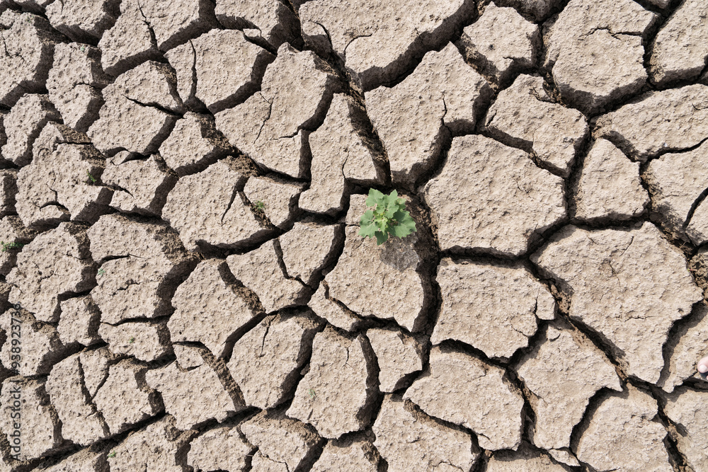 Drought season on a lake showing craqueled mud and a green plant emerging Drought season on a lake showing craqueled mud and a green plant emerging