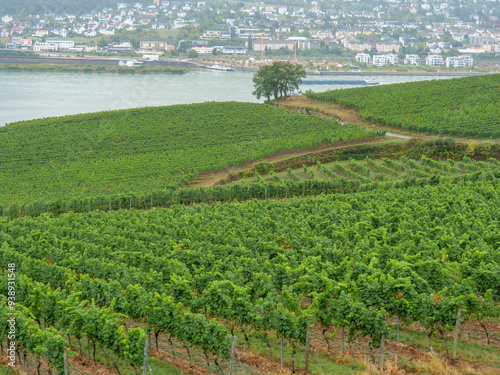 Der Rhein bei Bingen photo