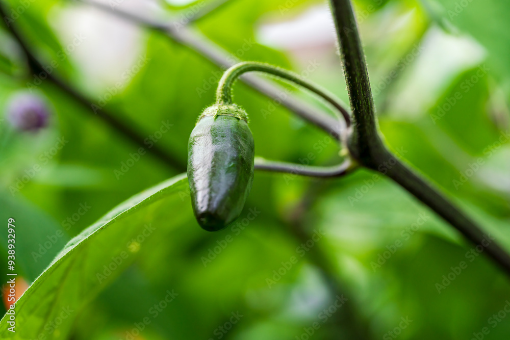 Green Chili fruit in close up view with soft bokeh background Green Chili fruit in close up view with soft bokeh background