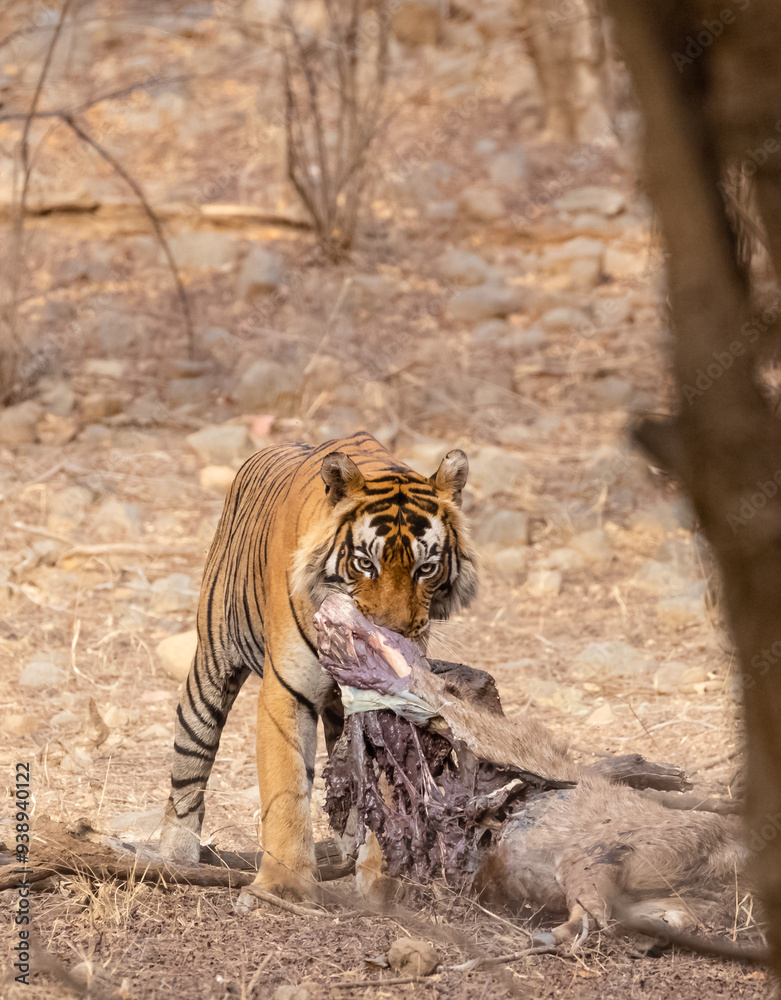 Fototapeta premium Male tiger with a sambar deer kill in the forest of Ranthambore tiger reserve.