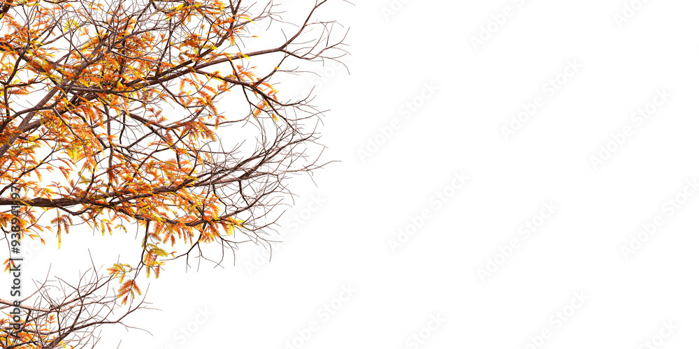 custom made wallpaper toronto digitalautumn leaves on white background