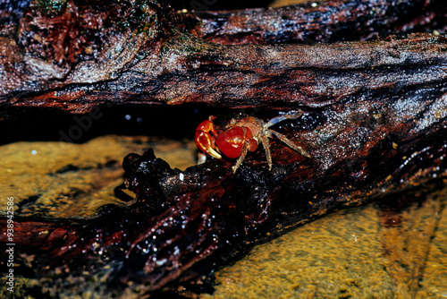 Cardisoma carnifex photo