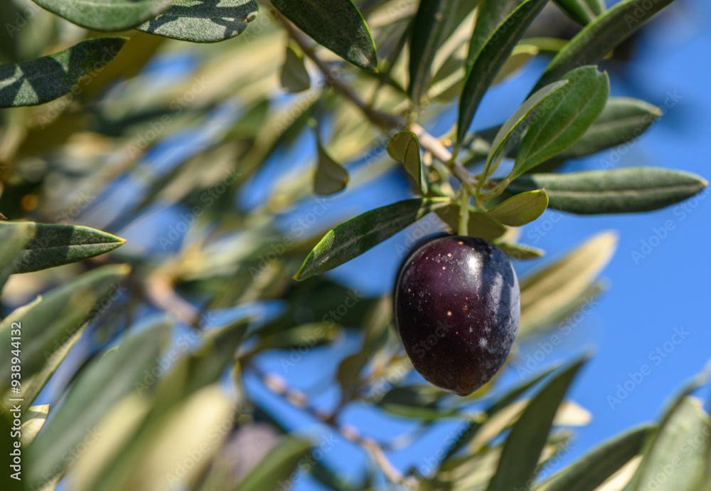 Olives on the tree, branches with fruits Olives on the tree, branches with fruits
