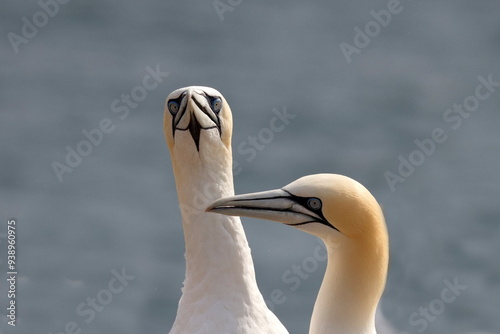 Northern gannet photo