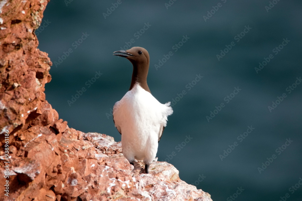 Fototapeta premium Trottellumme