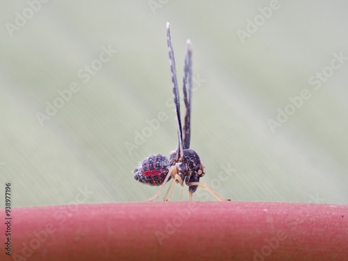 Derbid planthopper on the banana leaf photo