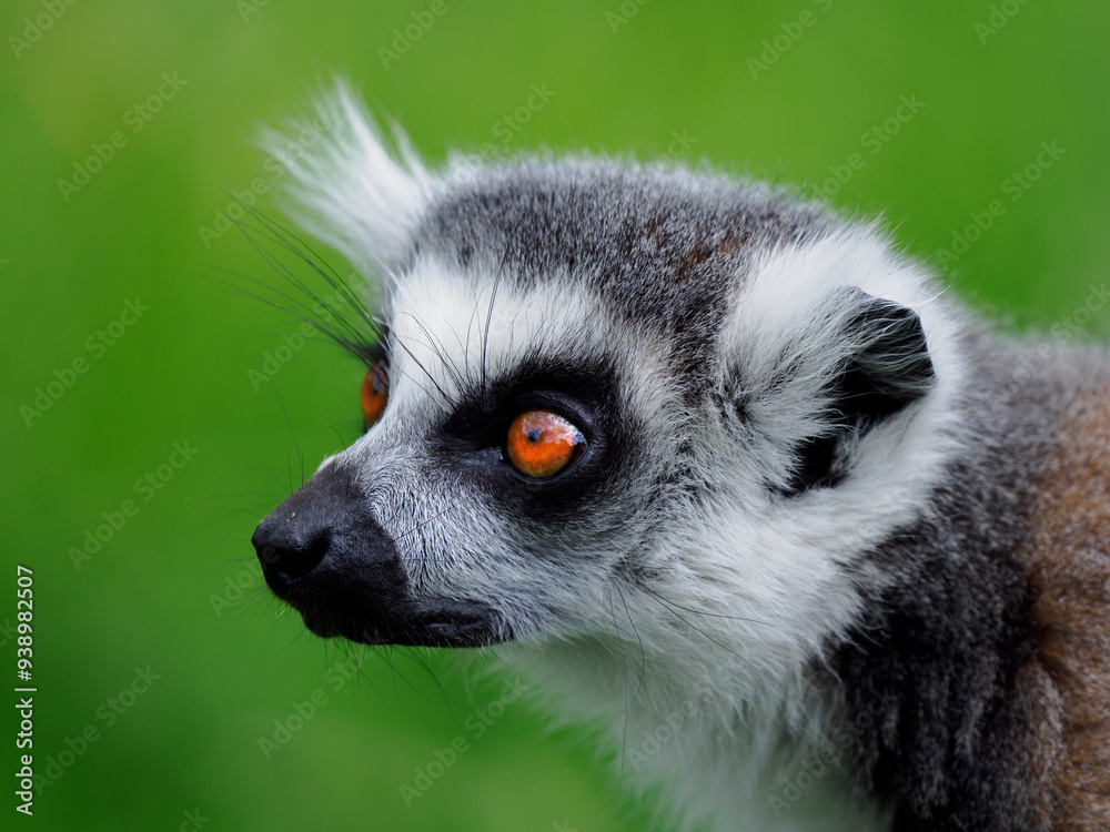 Obraz premium portrait of a lemur on a green background