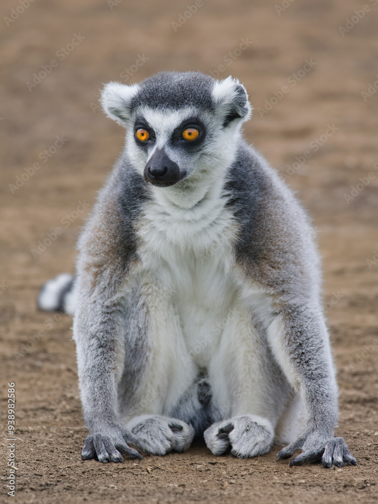 Fototapeta premium lemur sitting on the ground