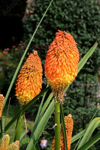 orange flowers of KNIPHOFIA UVARIA-trytoma close up photo