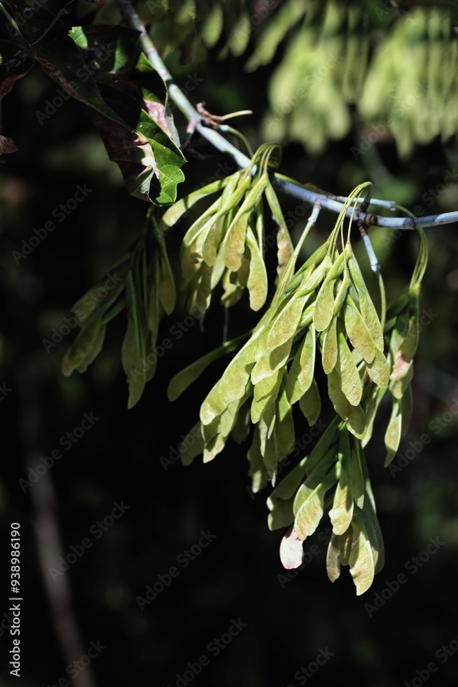 Obraz premium winged seeds of Acer Negundo tree in summer 