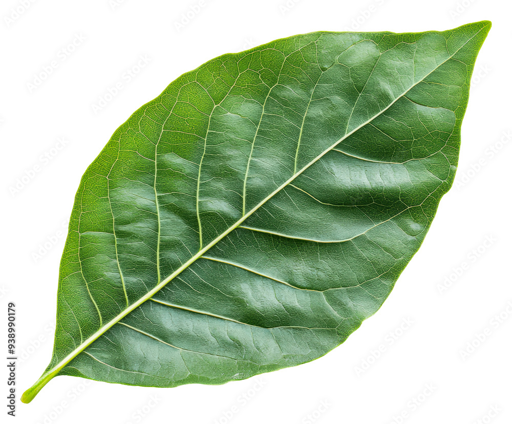 Obraz premium PNG Intricate-veined green leaf