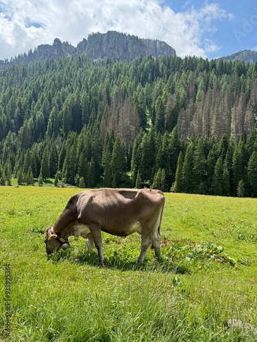 Cow eating grass in nature
