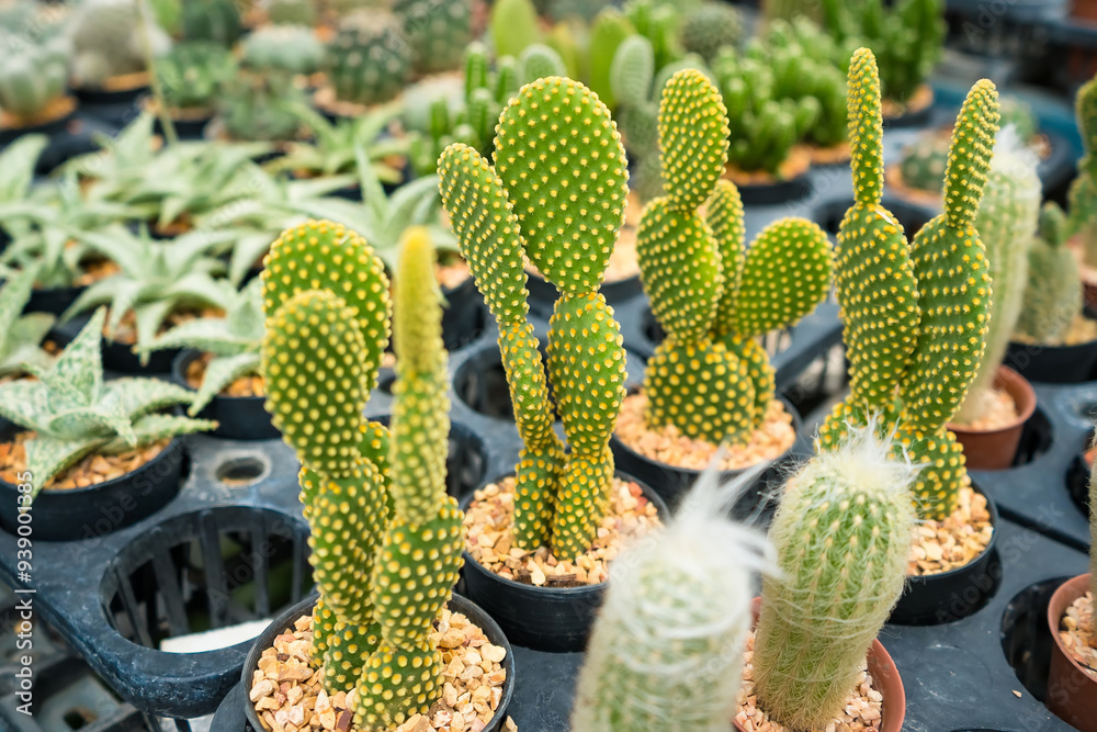 A Diverse Collection of Cacti and Succulents in a Nursery: Nature’s Array of Textures and Forms. A Diverse Collection of Cacti and Succulents in a Nursery: Nature’s Array of Textures and Forms.