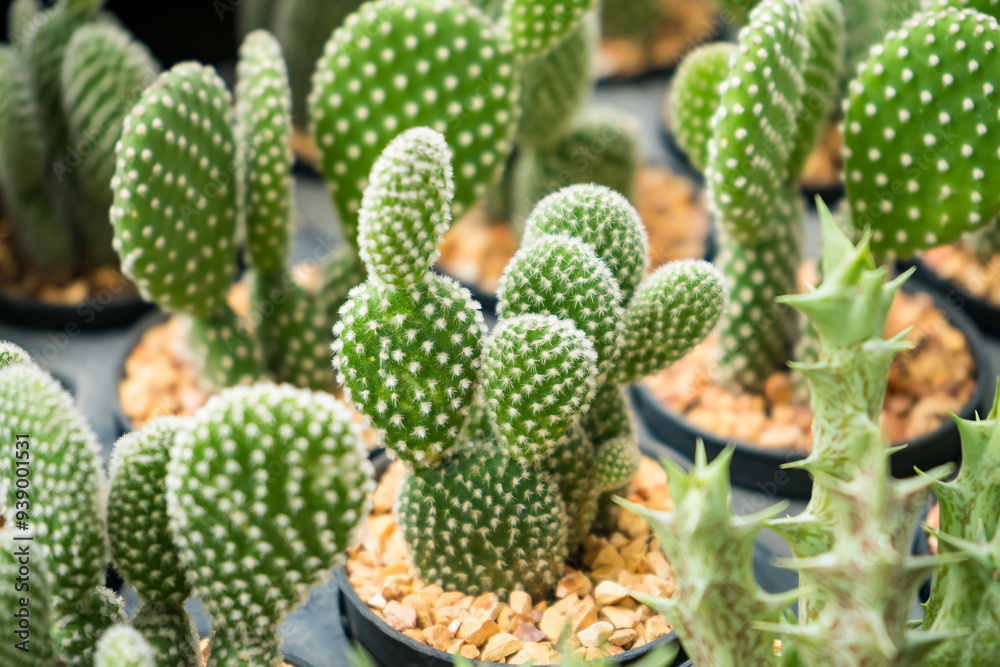 A Diverse Collection of Cacti and Succulents in a Nursery: Nature’s Array of Textures and Forms. A Diverse Collection of Cacti and Succulents in a Nursery: Nature’s Array of Textures and Forms.