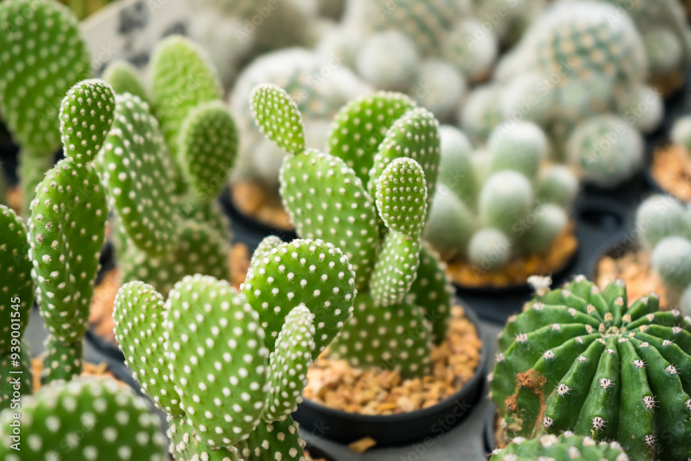 A Diverse Collection of Cacti and Succulents in a Nursery: Nature’s Array of Textures and Forms. A Diverse Collection of Cacti and Succulents in a Nursery: Nature’s Array of Textures and Forms.